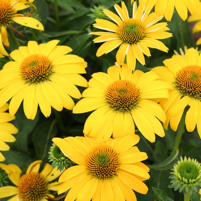SOMBRERO® LEMON YELLOW IMPROVED CONEFLOWER