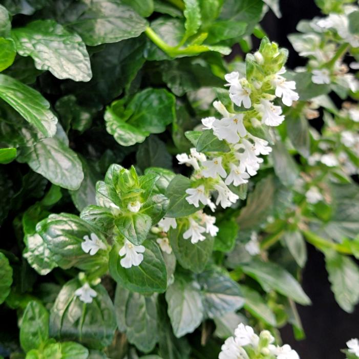 NOVA® WHITE AJUGA