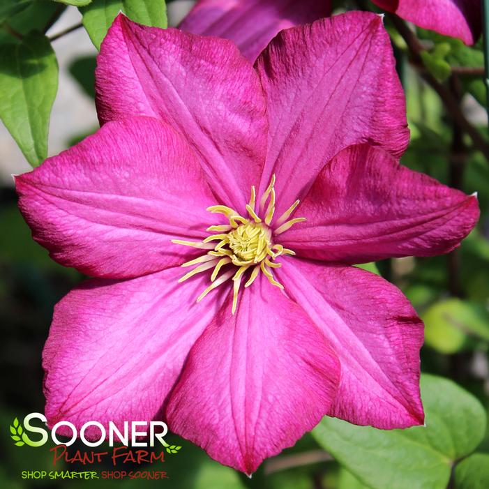 VILLE DE LYON CLEMATIS