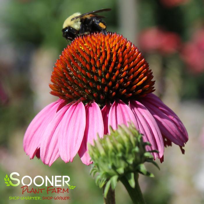 RUBY STAR CONEFLOWER