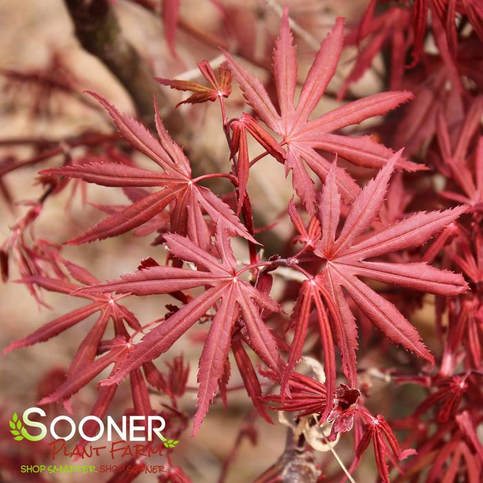 SKEETER'S BROOM UPRIGHT JAPANESE MAPLE
