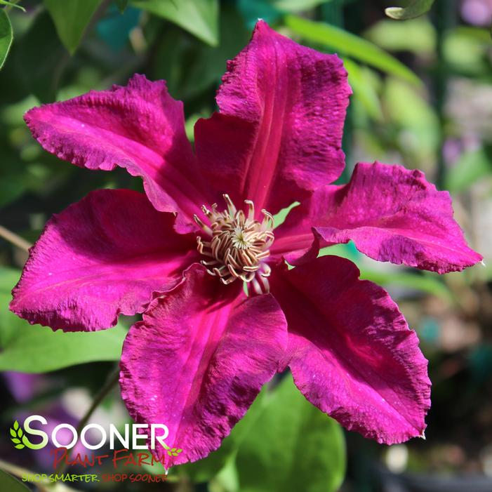 ERNEST MARKHAM CLEMATIS