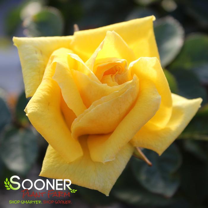 GRANDMA'S YELLOW SHRUB ROSE