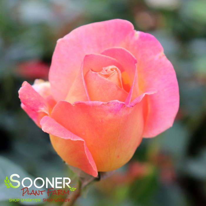 CHICAGO PEACE HYBRID TEA ROSE