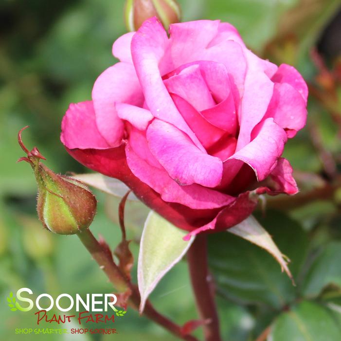BARBRA STREISAND HYBRID TEA ROSE
