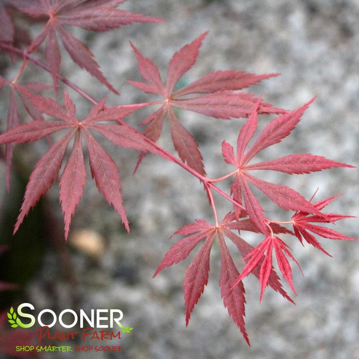 TROMPENBURG UPRIGHT JAPANESE MAPLE