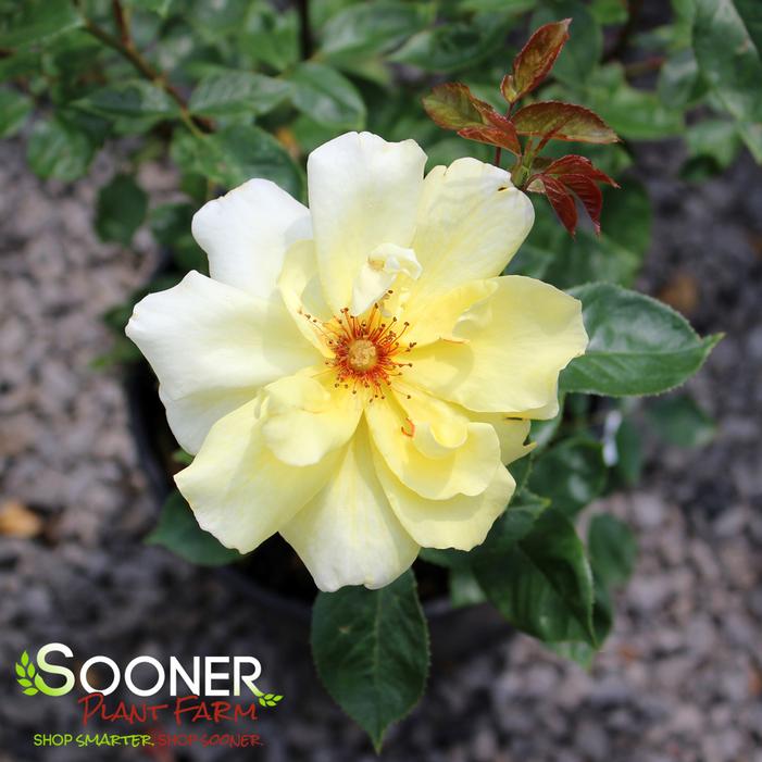 GOLDEN SHOWERS CLIMBING ROSE