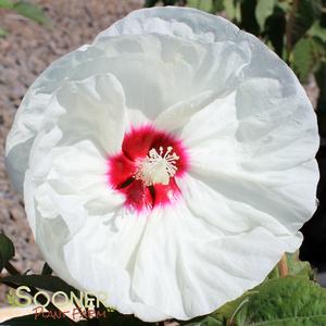 NEW OLD YELLA DWARF FLEMING HARDY HIBISCUS