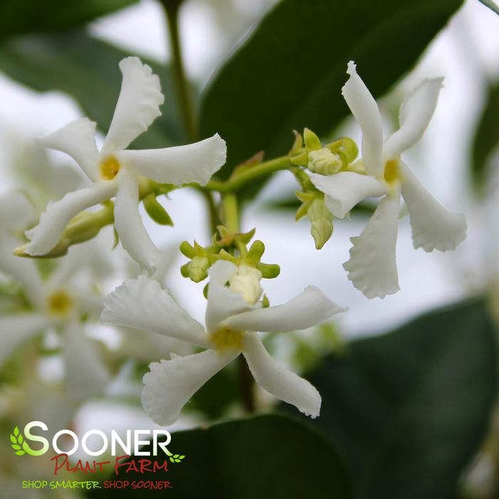 MADISON STAR HARDY JASMINE