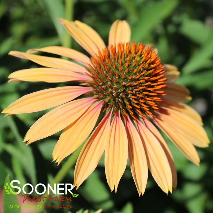 BIG KAHUNA CONEFLOWER
