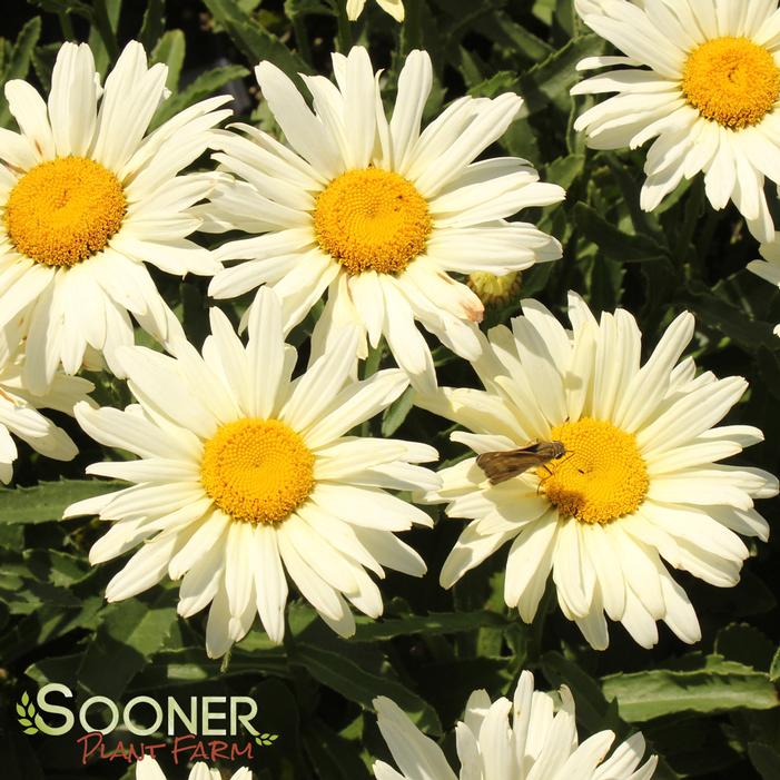 AMAZING DAISIES® BANANA CREAM SHASTA DAISY