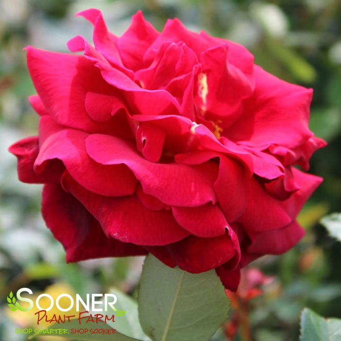 MISTER LINCOLN HYBRID TEA ROSE