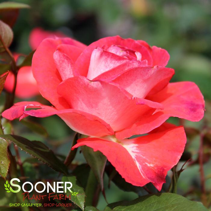 SMOKIN' HOT™ HYBRID TEA ROSE