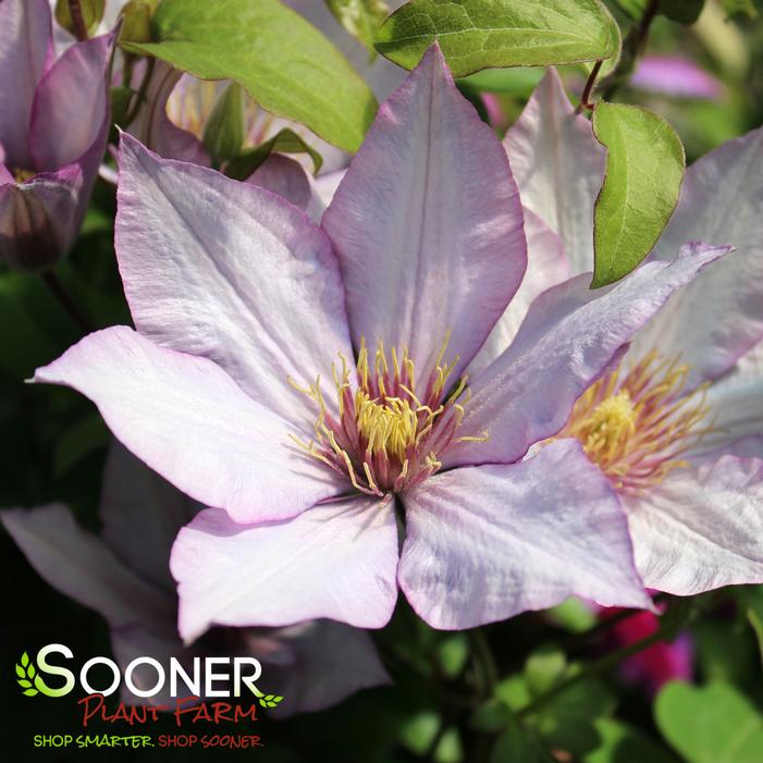 SAMARITAN JO™ CLEMATIS