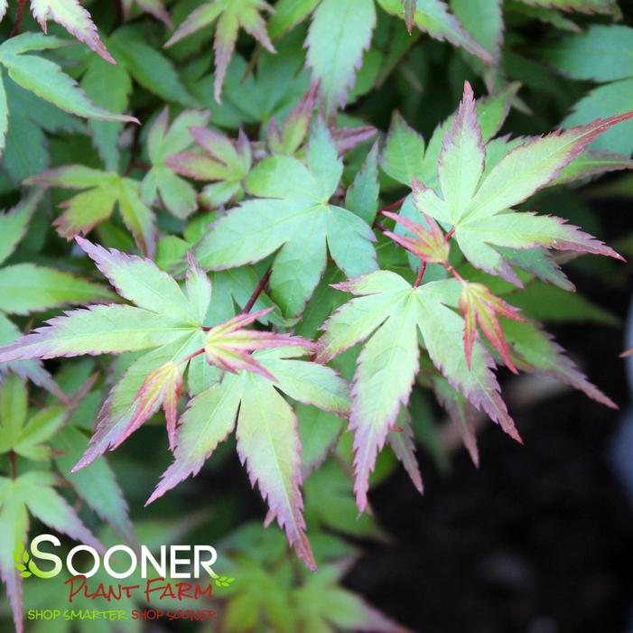KIYOHIME UPRIGHT JAPANESE MAPLE