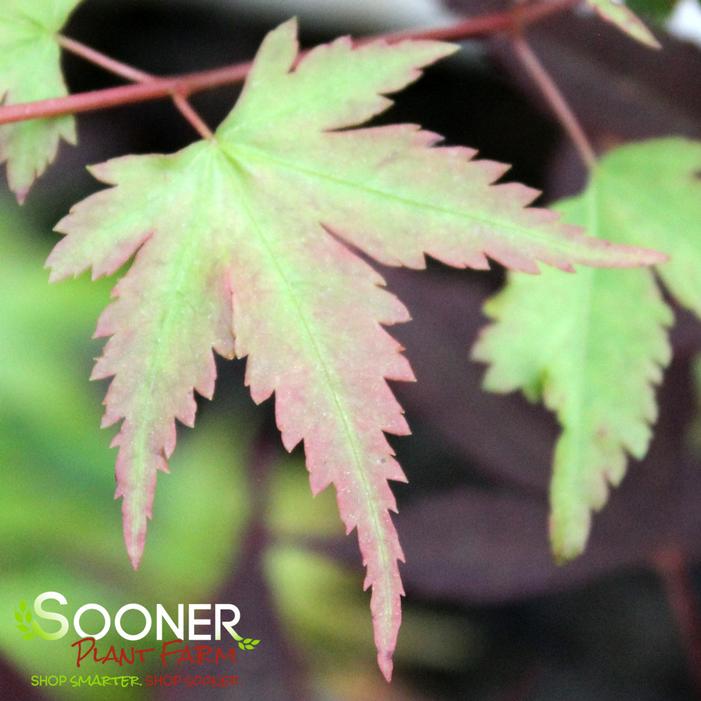 KOTO MARU DWARF UPRIGHT JAPANESE MAPLE