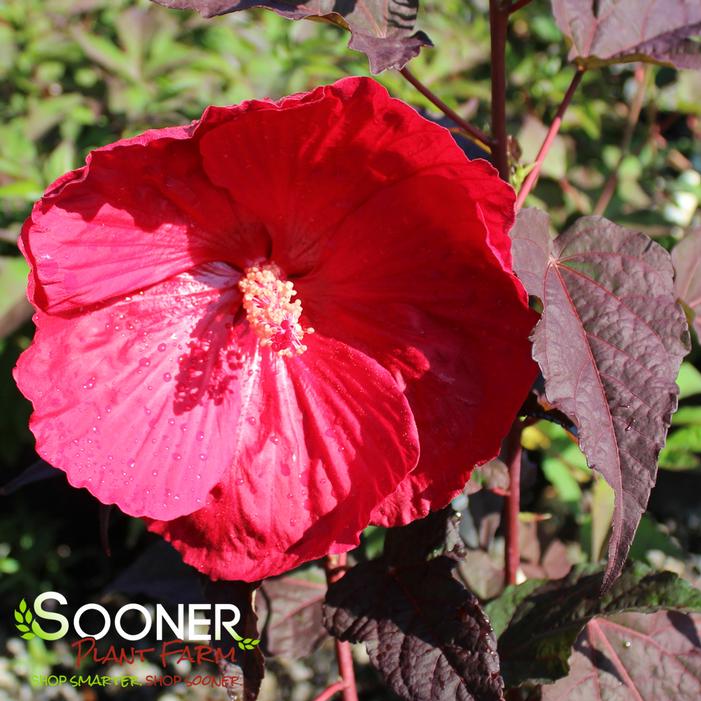 MARS MADNESS HARDY HIBISCUS