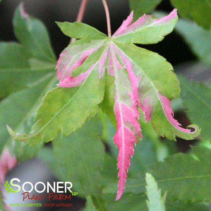 COTTON CANDY UPRIGHT JAPANESE MAPLE