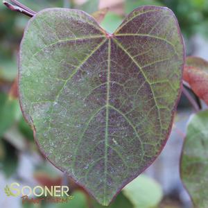 CAROLINA SWEETHEART® REDBUD