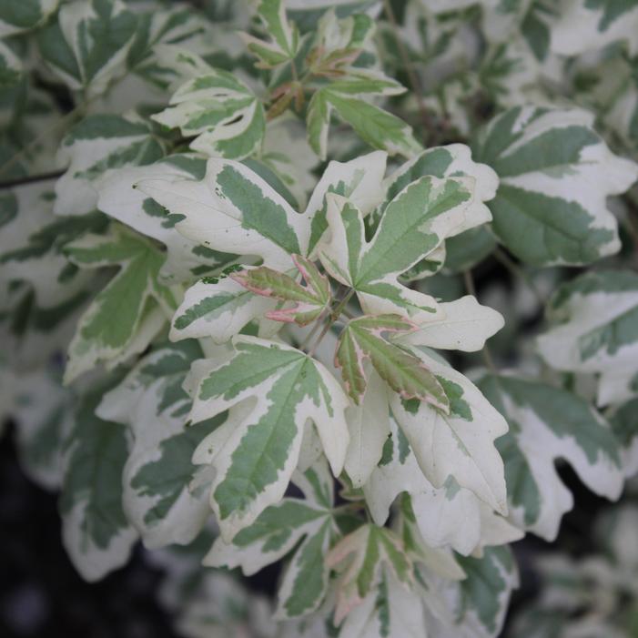 CARNIVAL HEDGE MAPLE