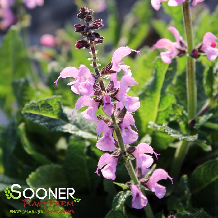 COLOR SPIRES® PINK DAWN MEADOW SAGE