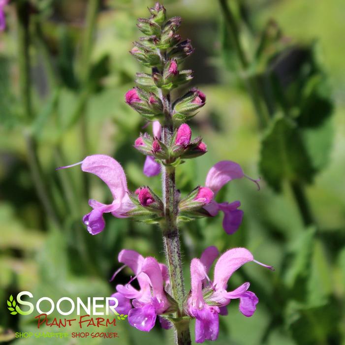 COLOR SPIRES® BACK TO THE FUCHSIA MEADOW SAGE
