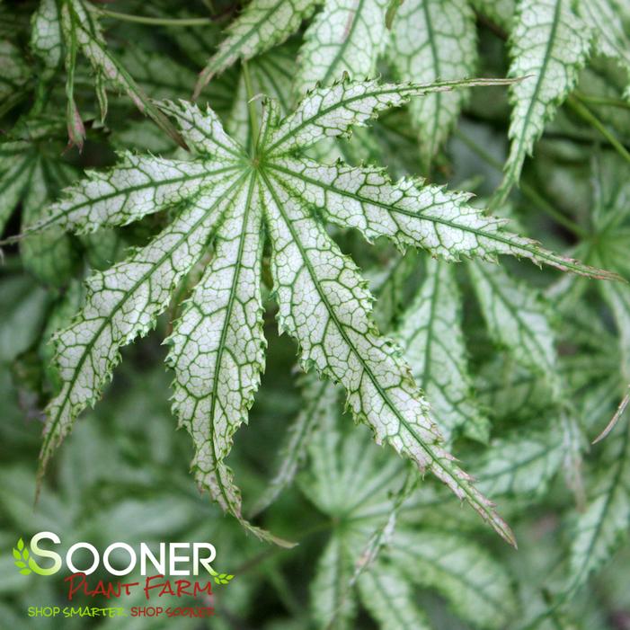WHITE PEACHES UPRIGHT JAPANESE MAPLE