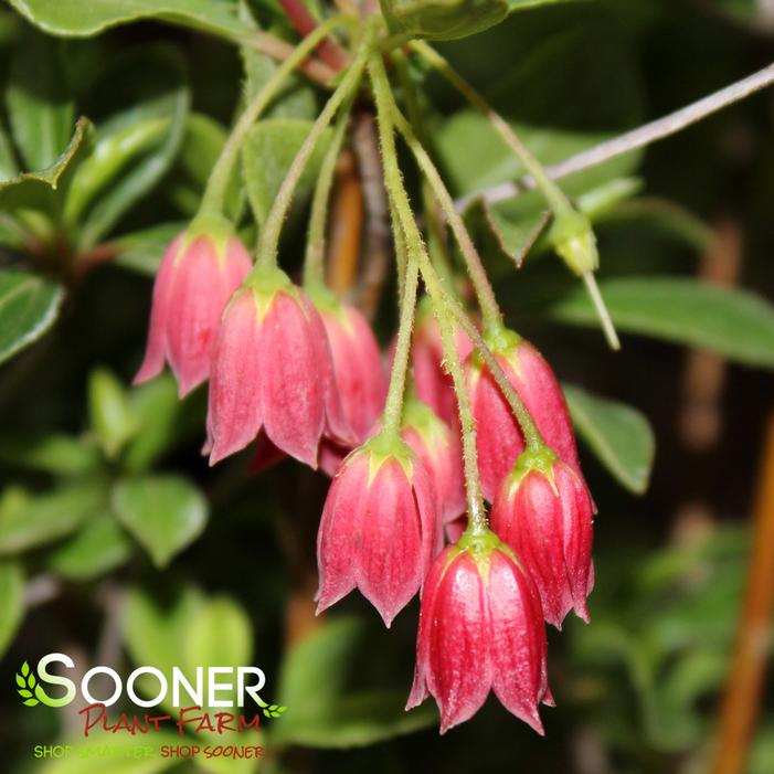 SHOWY LANTERN ENKIANTHUS