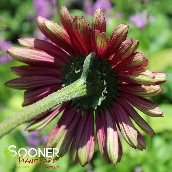 SWEET SANDIA CONEFLOWER