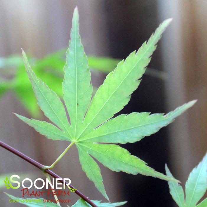 HUBBLE'S SUPER CORK UPRIGHT JAPANESE MAPLE