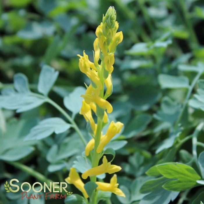 CANARY FEATHERS CORYDALIS