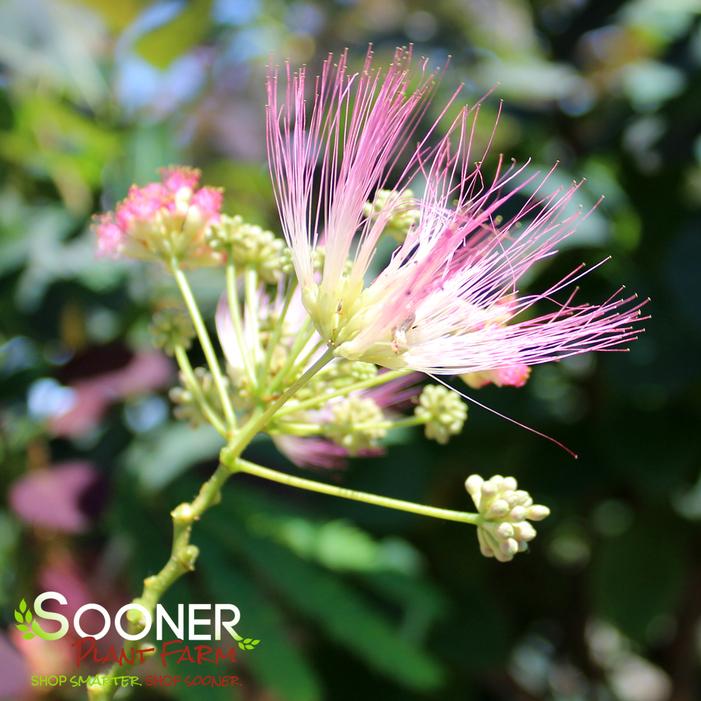 TROPICAL DREAM MIMOSA