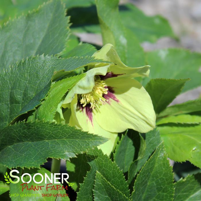 HONEYMOON® IRISH LUCK LENTEN ROSE