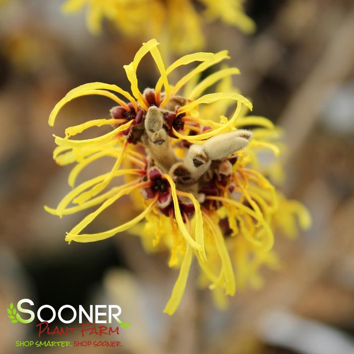 WISLEY SUPREME CHINESE WITCH HAZEL