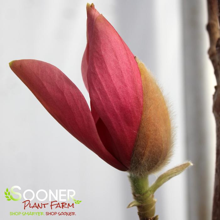 BLUSHING BELLE MAGNOLIA