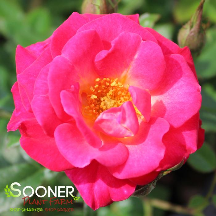 BE MY BABY™ MINIATURE SHRUB ROSE