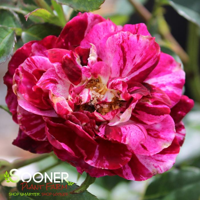 PURPLE TIGER FLORIBUNDA ROSE