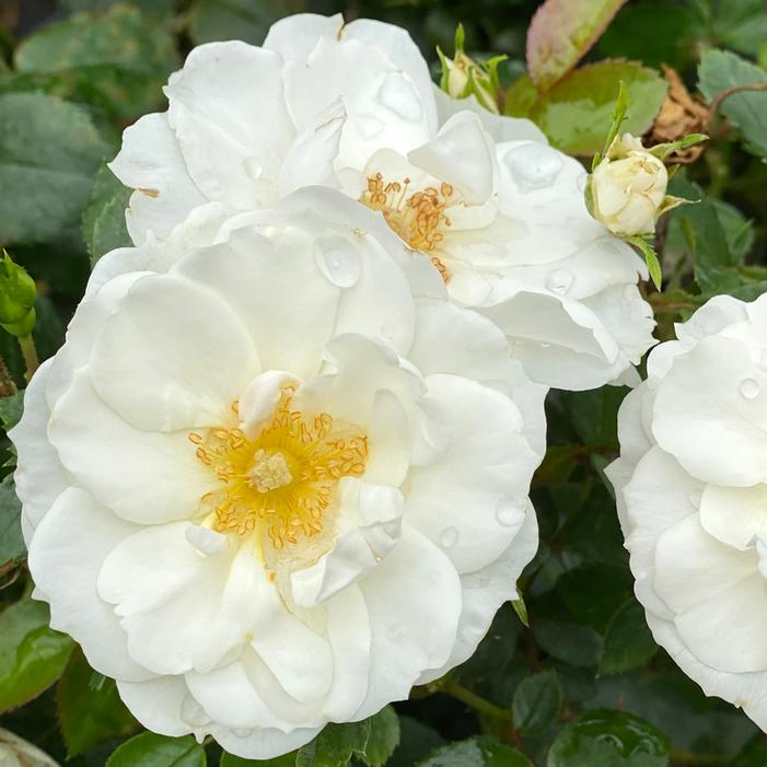 OSO EASY® ICE BAY ROSE