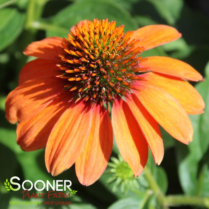 SOMBRERO® ADOBE ORANGE CONEFLOWER