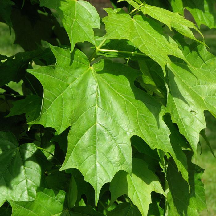 SUGAR CONE SUGAR MAPLE