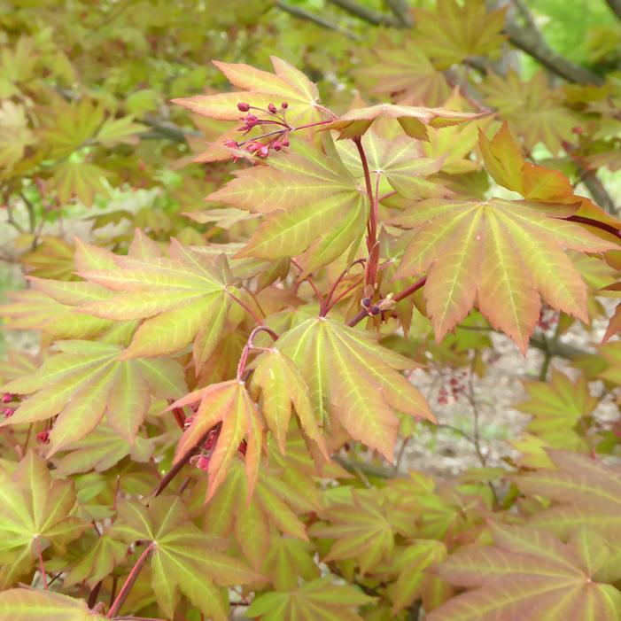 MORNING STARBURST™ VINE MAPLE