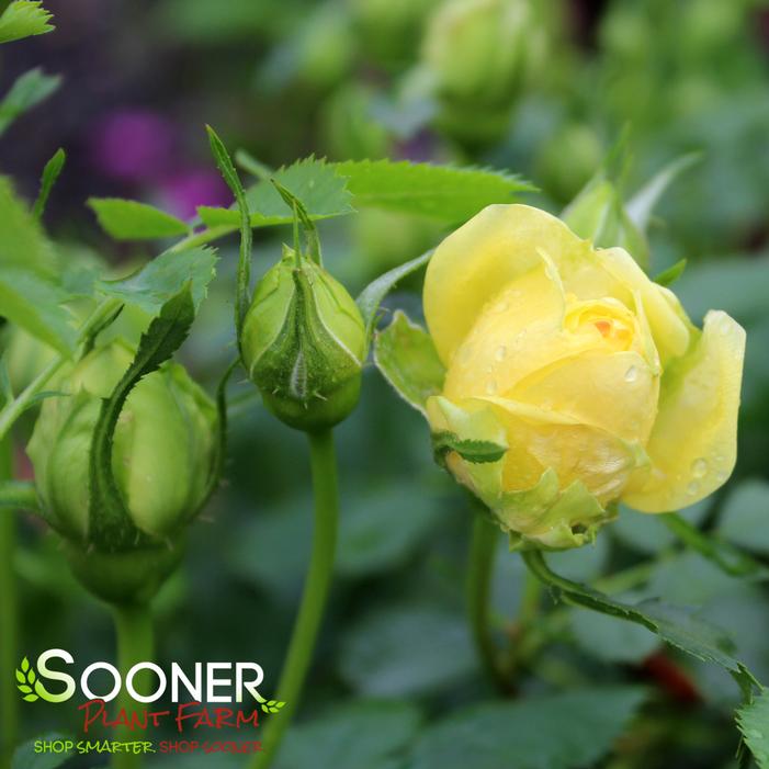 PERSIAN YELLOW FOETIDA ROSE