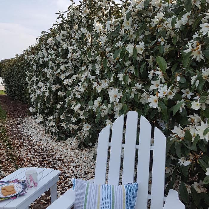 FAIRY MAGNOLIA® WHITE MAGNOLIA