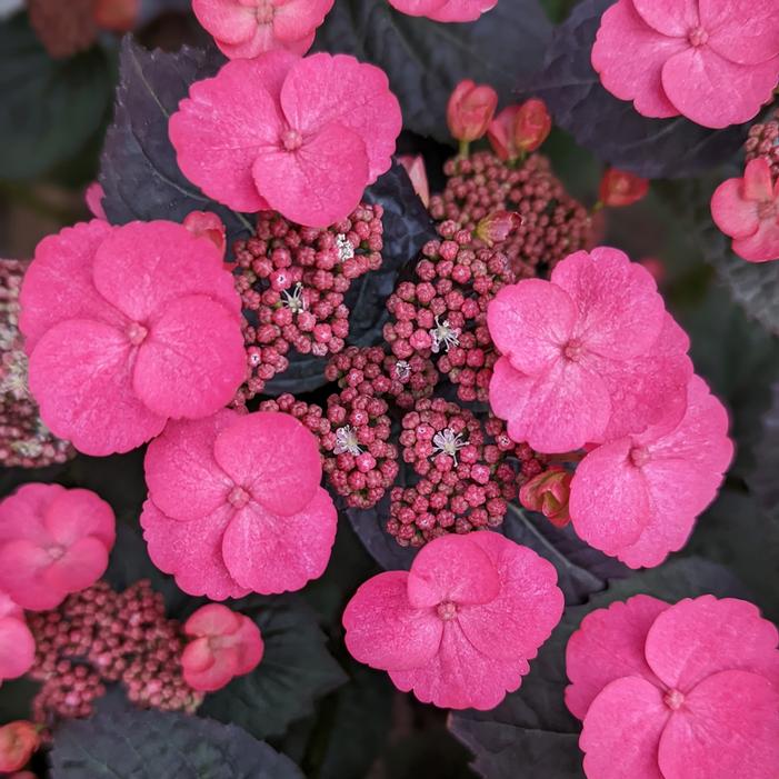 PINK DYNAMO™ HYDRANGEA