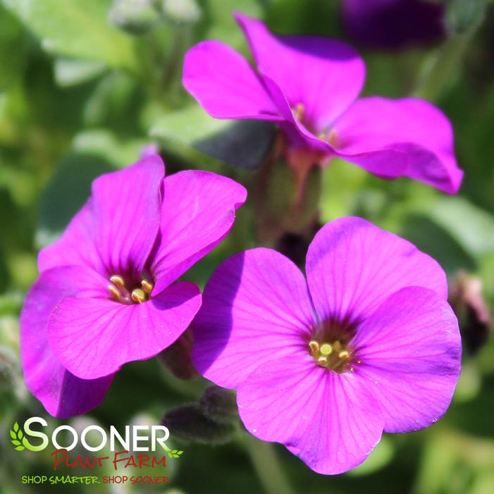 ROCK ON PURPLE ROCK CRESS