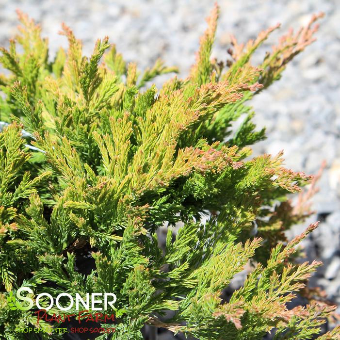 GOLD STRIKE JUNIPER