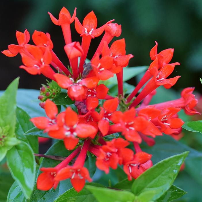 ESTRELLITA® SCARLET FIRECRACKER BUSH