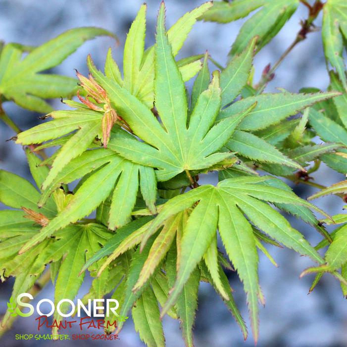 EASY BEING GREEN DWARF UPRIGHT JAPANESE MAPLE