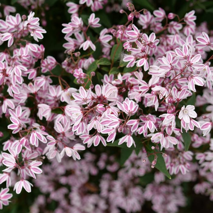 YUKI KABUKI® DEUTZIA