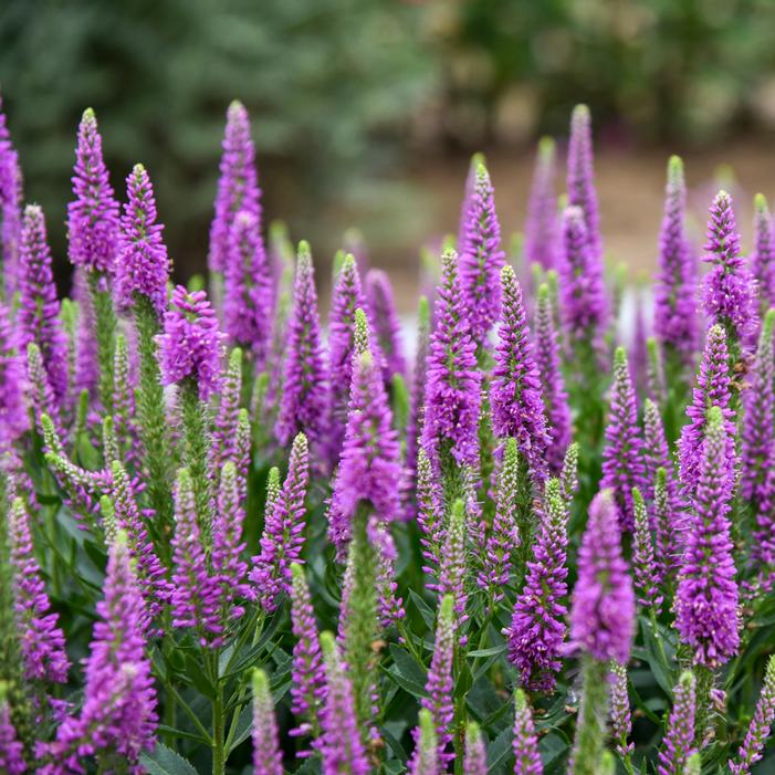 ARTIST DA VINCI DELIGHT SPEEDWELL